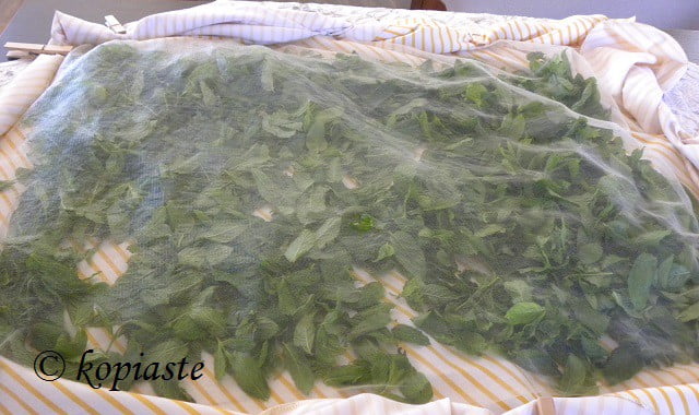 Drying mint 2