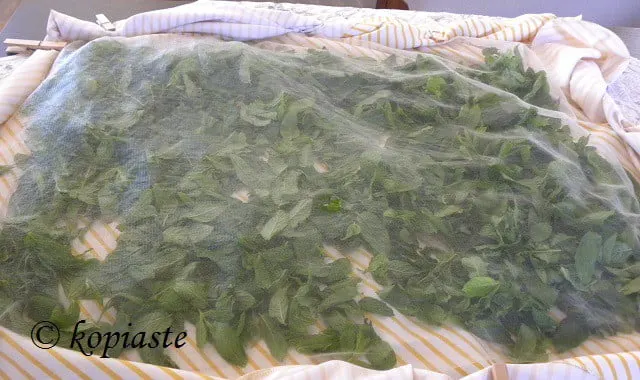 Drying mint 2