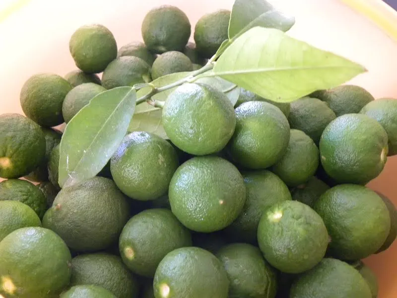 Kitromilaki - green bitter oranges image