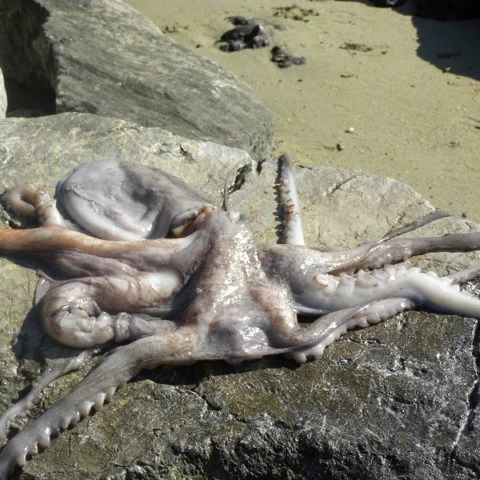 Octopus htapodi image