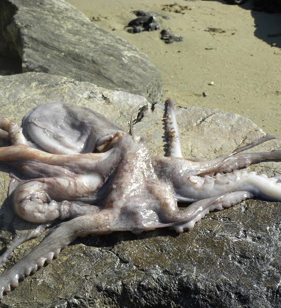 Octopus:  How to clean and Cook it