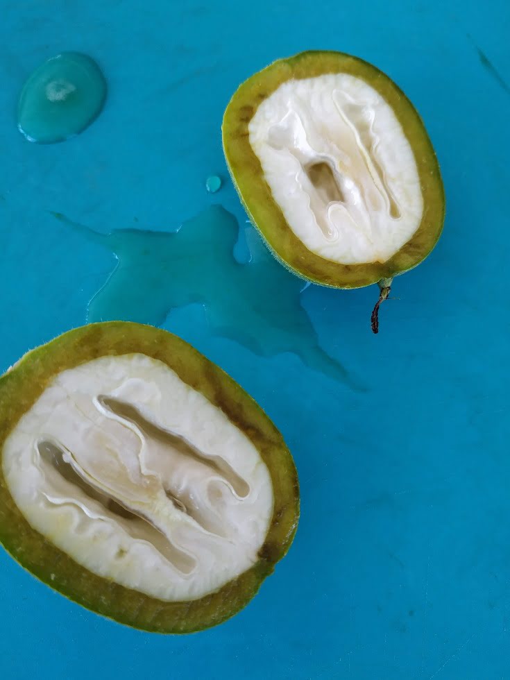 Unripe walnuts cut image