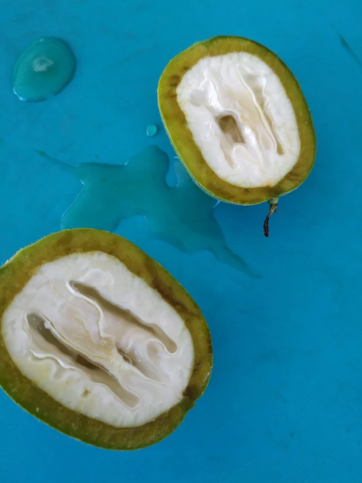 Unripe walnuts cut image