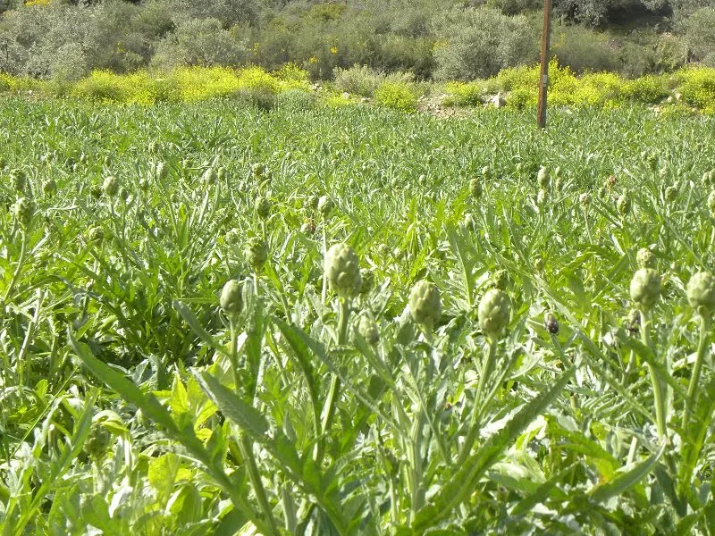 Artichoke fields image