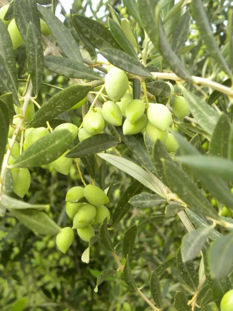 Green olives on the tree image