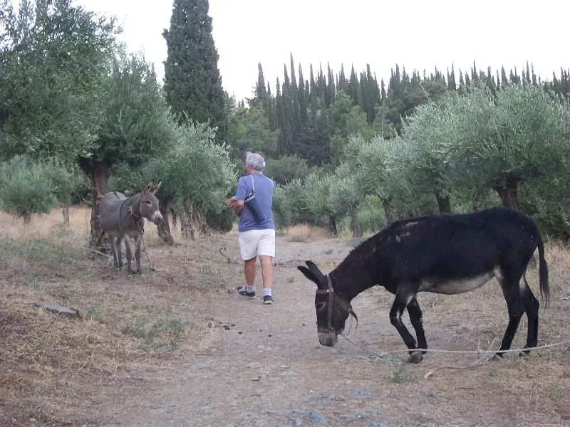 Donkeys on Hymettus image