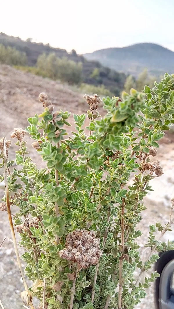 wild oregano image