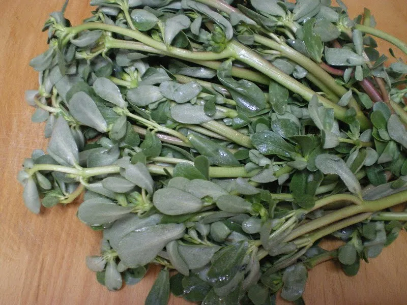 purslane image