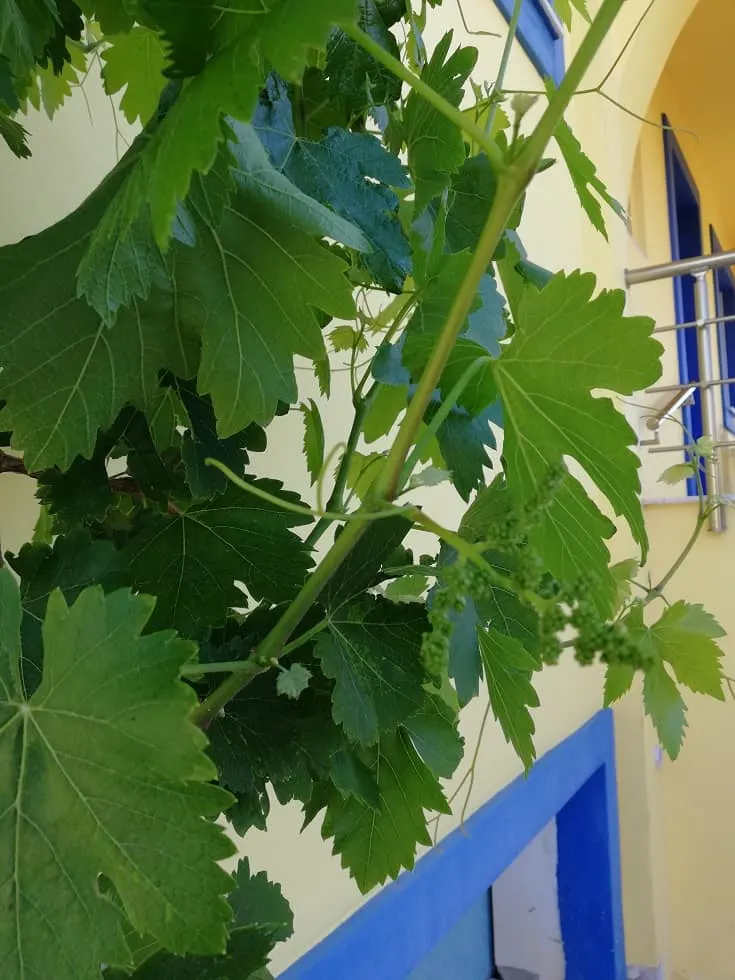 Our vine image