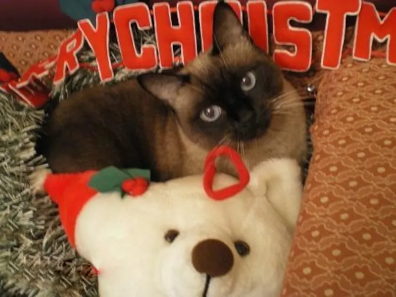 lisa Our cat lisa during Christmas image