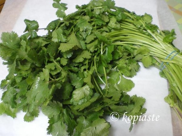 cilantro or coriander image