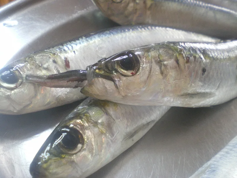 Sardines Fresh Sardines image