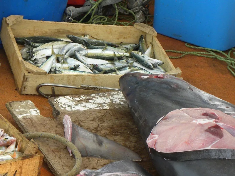 Fresh fish Fresh fish right from the boat image