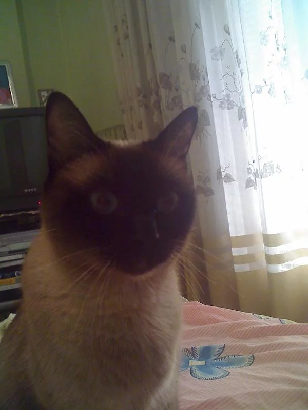 Lisa our cat image