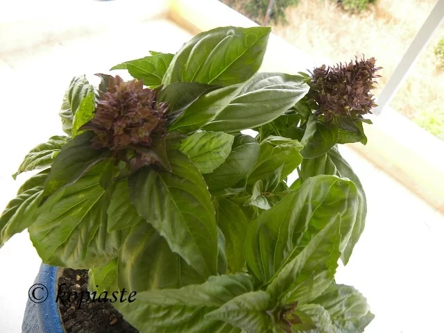 Basil2