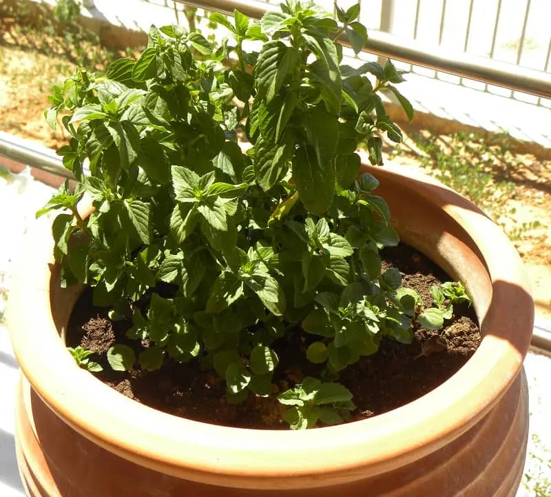 Peppermint image
