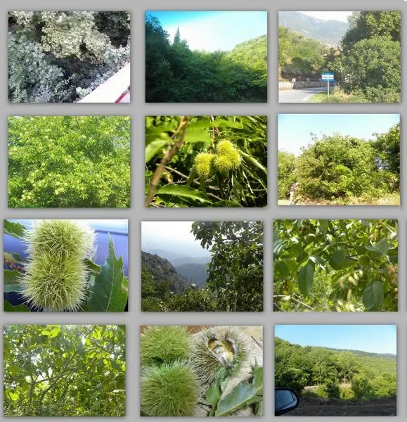 collage-trees-on-taygettus