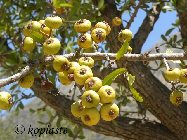gortsa mosphila Hawthorn