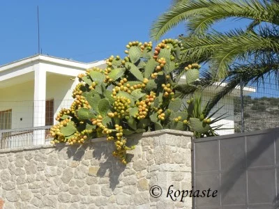 prickly pears frangosyka