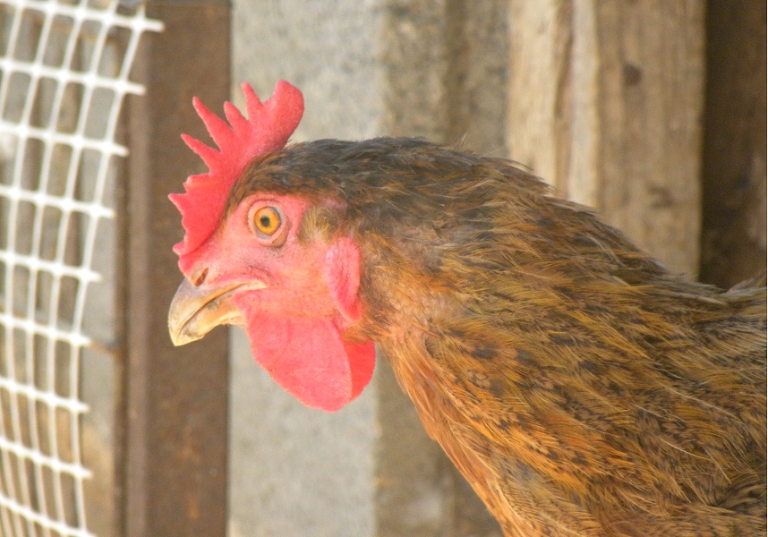 rooster kokoras image