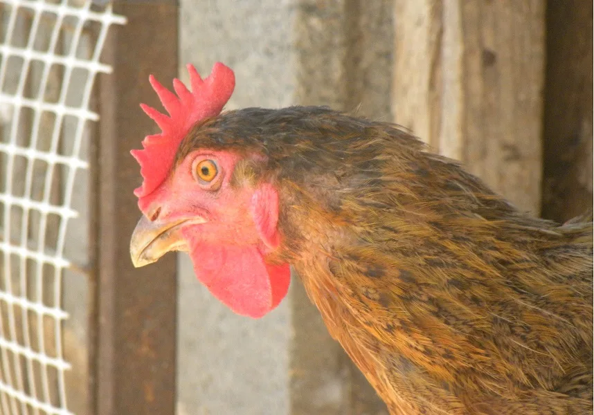 rooster kokoras image