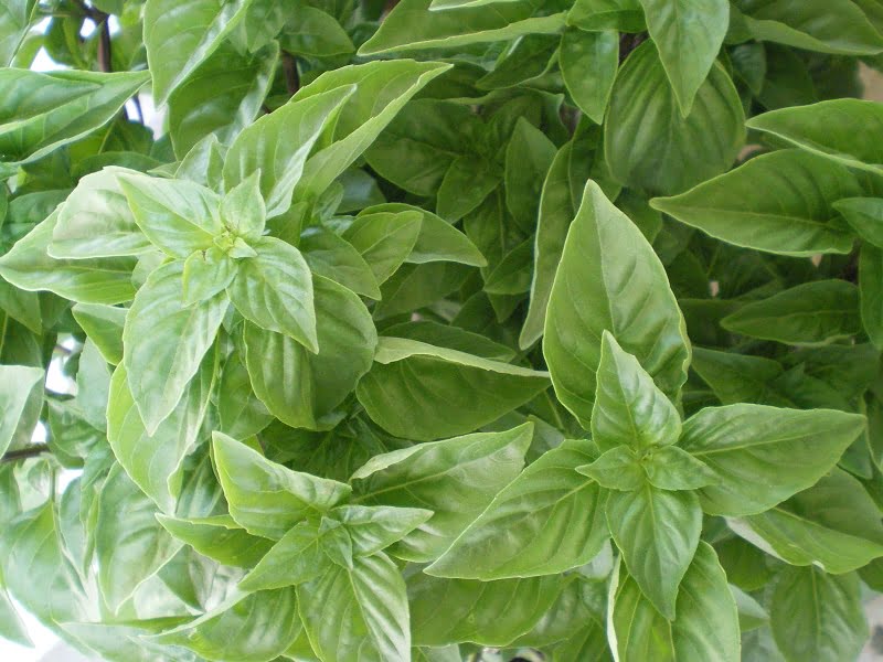 Basil image