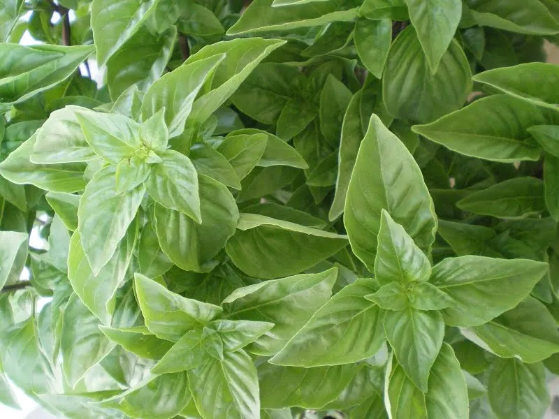Basil image