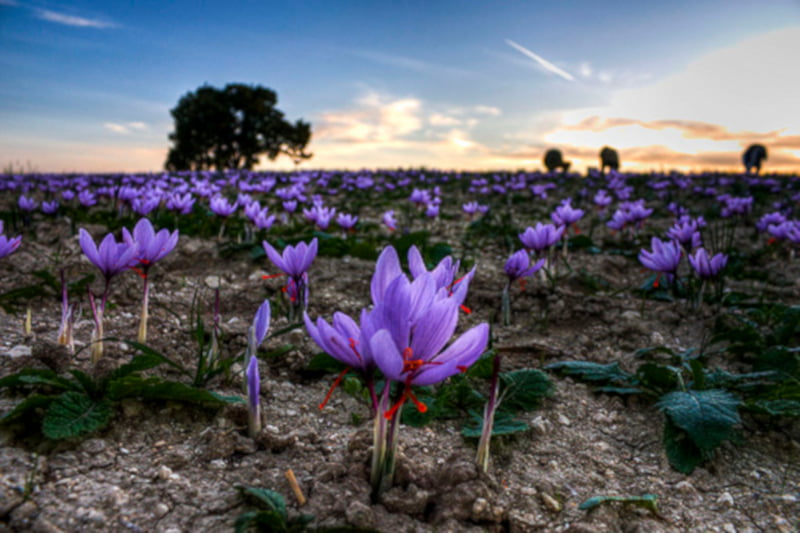 Crocus photo image