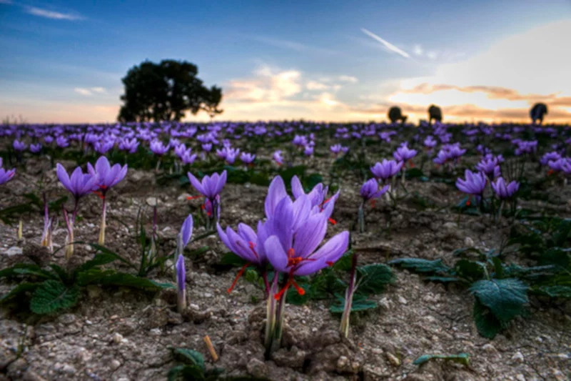 Crocus photo image