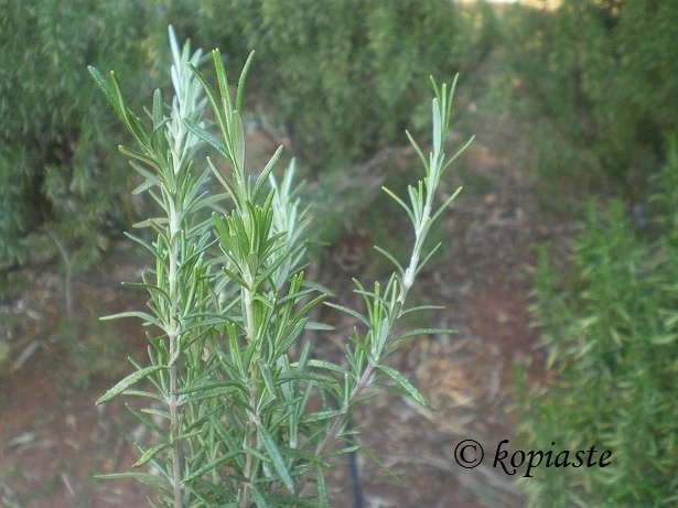Dendrolivano rosemary image