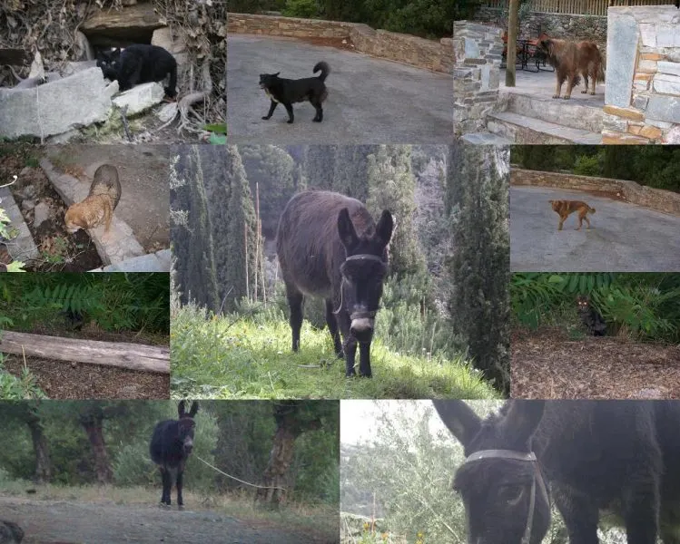 Collage Hymettus animals