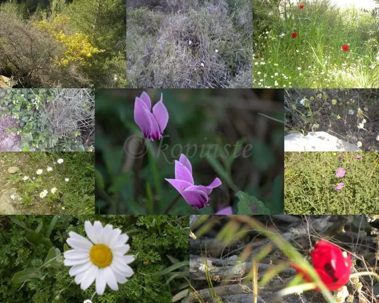 Collage wild flowers