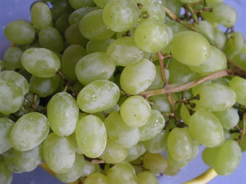 A bunch of sultana grapes image