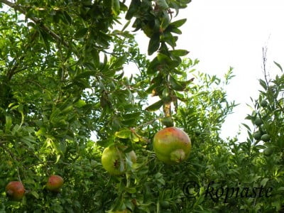 Pomegranate2