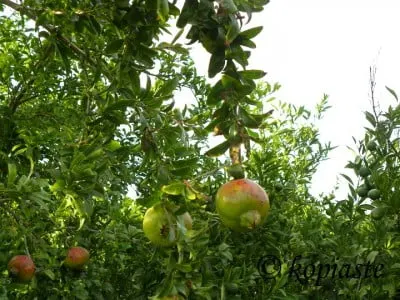 Pomegranate2
