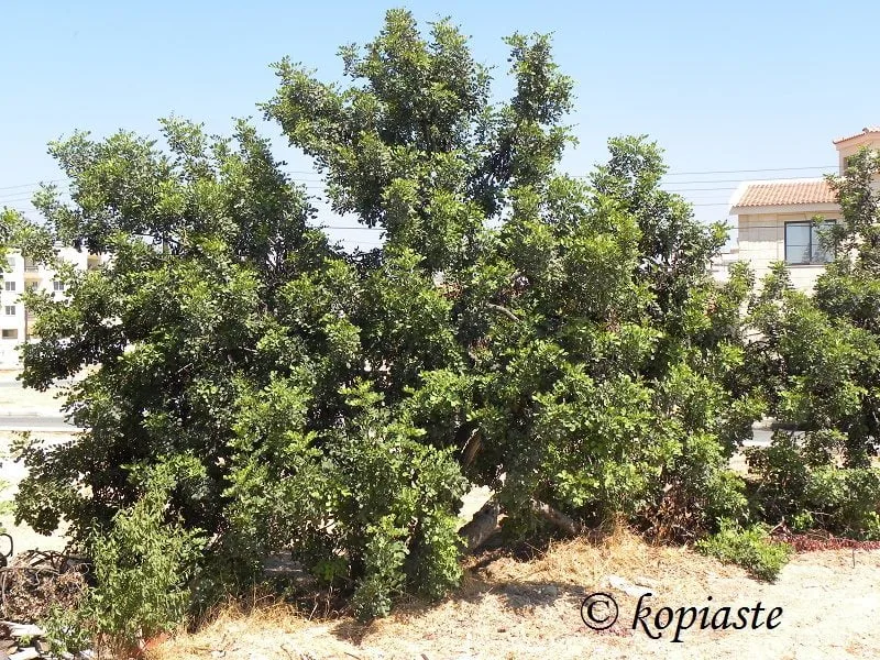 carob tree haroupia