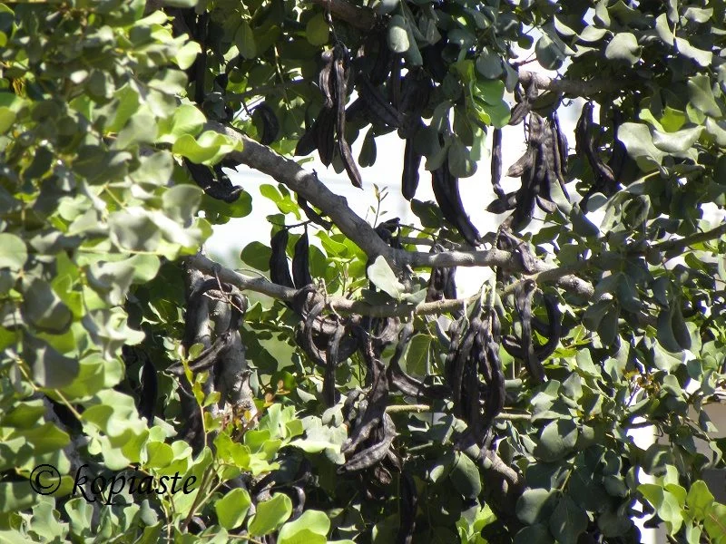 carobs black gold of cyprus