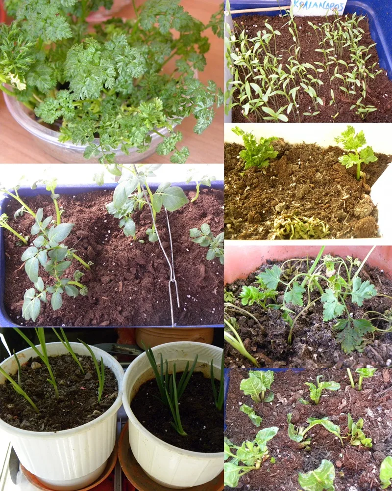 Collage herbs Collage herbs image