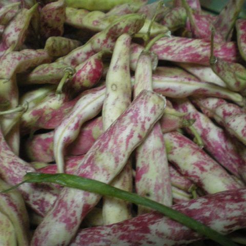res or barbounofassoula or borlotti beans image