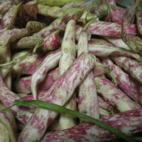 res or barbounofassoula or borlotti beans image