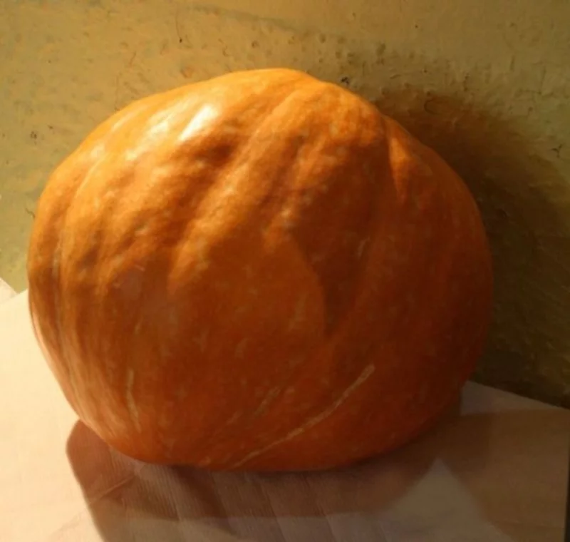 pumpkin image