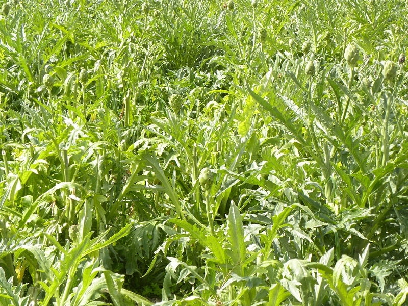 Anginares artichoke fields photograph