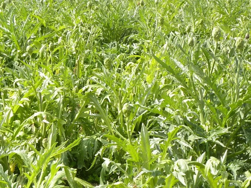 Anginares artichoke fields photograph