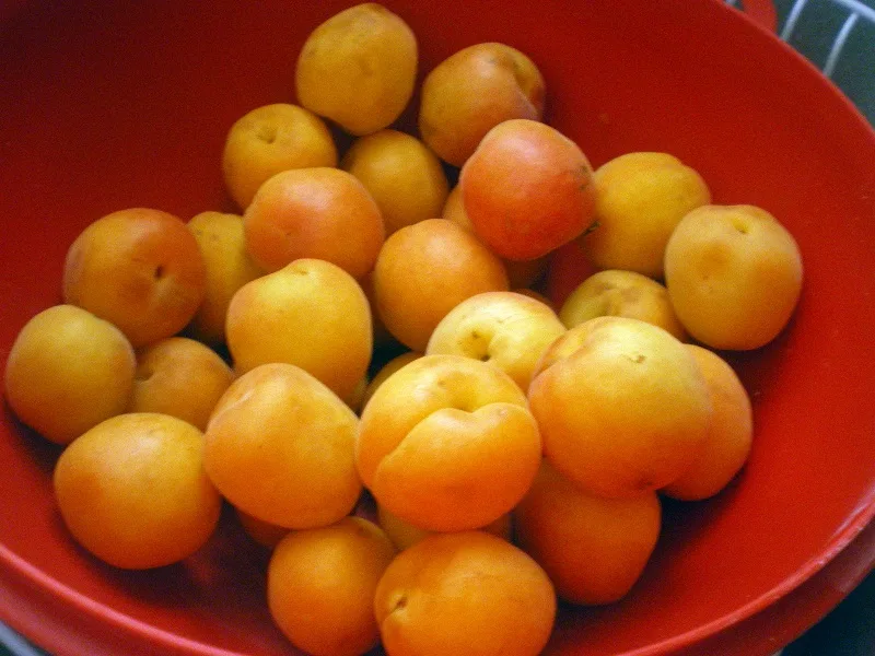 Apricot jam1 Fresh apricots image