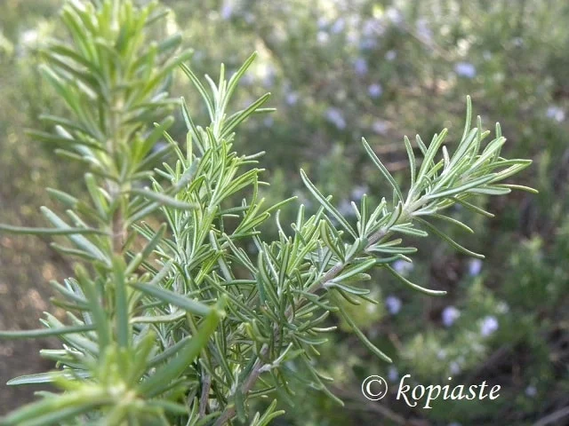 Rosemary