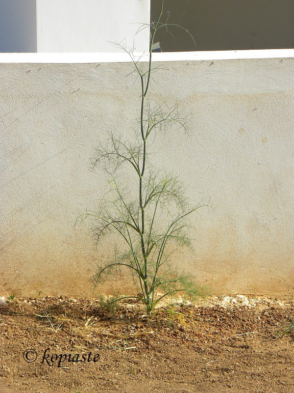 Fennel