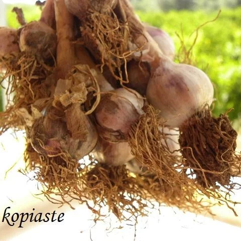 raw garlic image
