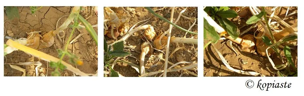 Collage onions