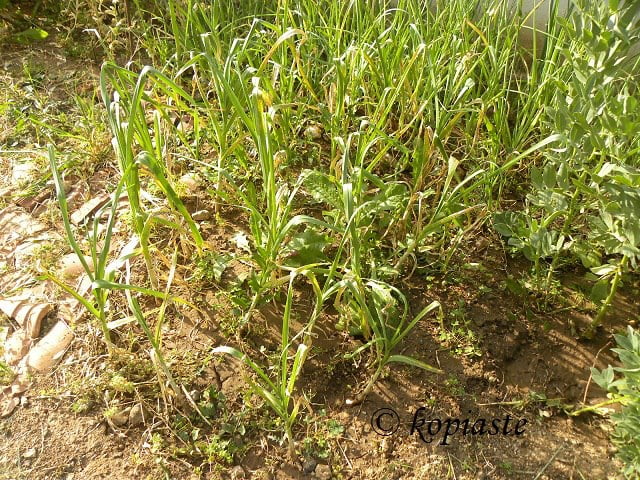 Green onions and garlic