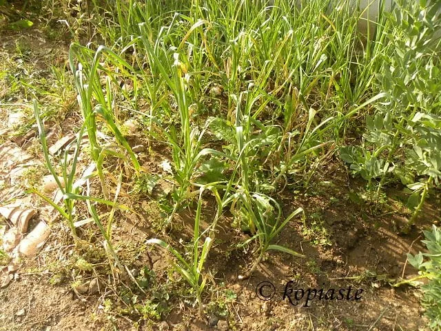 Green onions and garlic